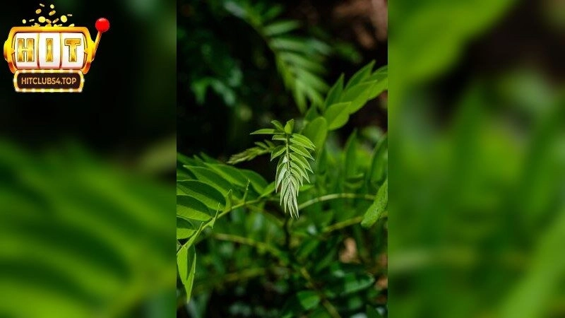 Tìm Hiểu Số Đề Chạy Liên Tục – Giải Mã Bí Ẩn Số Học